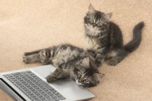 CAT. brown tabby Kittens x2 ( 10 weeks old ) laying together on the floor, looking up from a laptop CAT. brown tabby Kittens x2 ( 10 weeks old ) laying together on the floor, looking up from a laptop