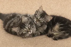 CAT. brown tabby Kittens x2 ( 10 weeks old ) laying together on the floor, looking up