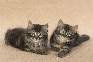CAT. brown tabby Kittens x2 ( 10 weeks old ) laying together on the floor, looking up