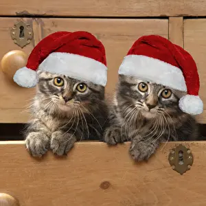 12 Weeks Old Prints: CAT. Brown tabby kittens, x2 ( 12 weeks old ) sitting an old chest of draws looking out