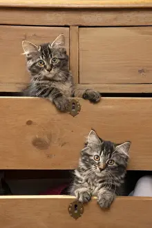 CAT. Brown tabby kittens, x2 ( 12 weeks old ) sitting an old chest of draws looking out