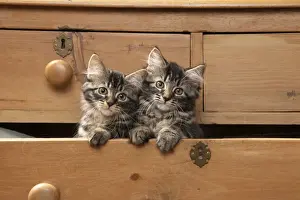 CAT. Brown tabby kittens, x2 ( 12 weeks old ) sitting an old chest of draws looking out