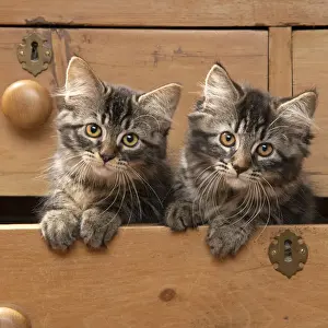 CAT. Brown tabby kittens, x2 ( 12 weeks old ) sitting an old chest of draws looking out