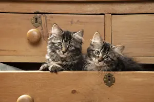 CAT. Brown tabby kittens, x2 ( 12 weeks old ) sitting an old chest of draws looking out