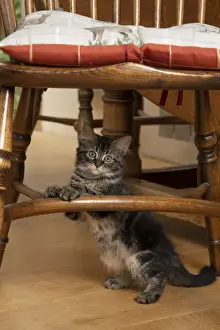 CAT. Brown tabby kittens, x2 ( 12 weeks old ) sitting under an old oak kitchen chair