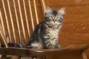 CAT. Brown tabby kittens, x2 ( 12 weeks old ) sitting an old oak kitchen chair