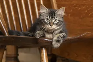CAT. Brown tabby kittens, x2 ( 12 weeks old ) sitting an old oak kitchen chair