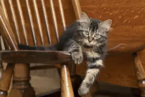 CAT. Brown tabby kittens, x2 ( 12 weeks old ) sitting an old oak kitchen chair