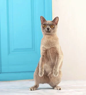 On Back Legs Gallery: Cat - Burmese