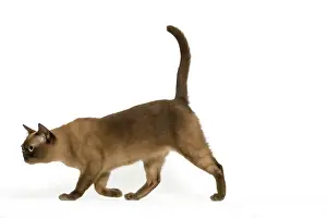 Burmese Prints: Cat - Burmese American Chocolate