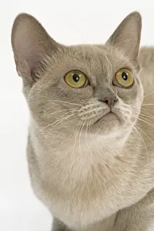 Cat - Burmese American lilac in studio