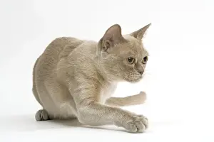 Cat - Burmese American lilac in studio
