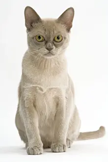 Cat - Burmese American lilac in studio