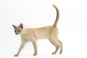 Cat - Burmese Lilac (creme)