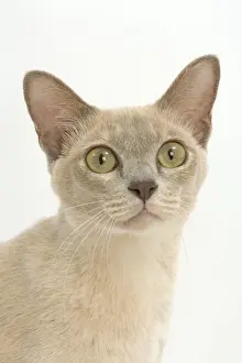Cat - Burmese Lilac (creme)