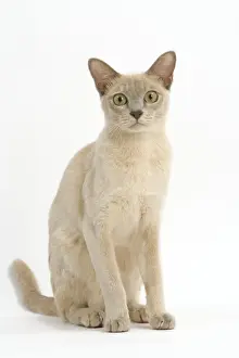 Burmese Prints: Cat - Burmese lilac creme in studio