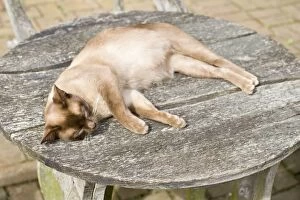 Images Dated 5th May 2010: Cat - Burmese - pregnant female sunbathing on garden table