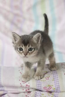 Images Dated 21st October 2014: Cat Burmilla 5 week old kitten