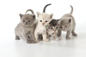 Images Dated 21st October 2014: Cat Burmilla Asian X breed