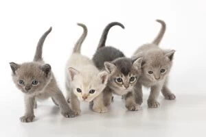 Burmillas Gallery: Cat Burmilla Asian X breed