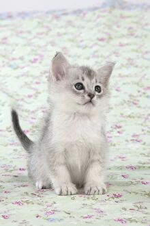 Images Dated 14th April 2014: Cat Burmilla Asian X breed