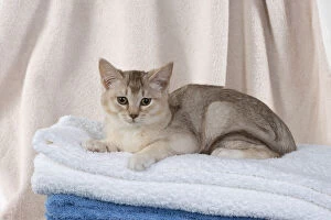 Burmilla Gallery: CAT. Burmilla, caramel silver, in coloured towels Date: 25-Mar-19