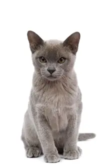 Lilac Prints: Cat - Burnmese Lilac