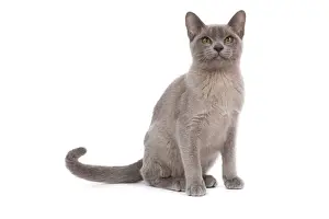 Cat - Burnmese Lilac
