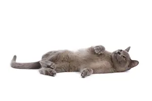 Burmese Prints: Cat - Burnmese Lilac - lying down