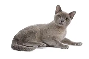 Cat - Burnmese Lilac - lying down