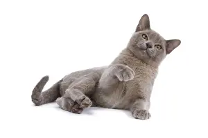 Cat - Burnmese Lilac - with raised paw
