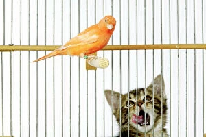 Cage Collection: Cat - with caged Canary bird