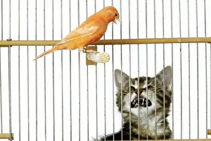 Canaries Prints: Cat - with caged Canary bird