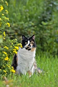 Cat - calico female sitting in garden