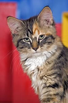 Cat - Calico Kitten, portrait, in house
