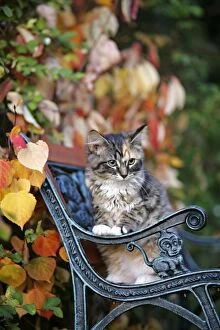 Cat - Calico kitten sitting on bench