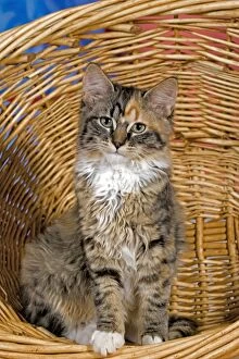 Cat - calico Kitten sitting in willow basket, portrait