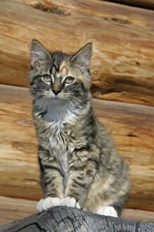Cat - Calico kitten sitting on wood-pile