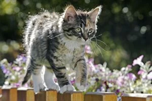 Cat - Calico kitten walking on top of fence