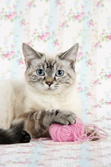 Images Dated 27th February 2008: CAT. cat with ball of wool Digital Manipulation: lifted eyes, changed wool to pink