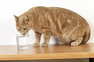 CAT. Cat drinking from a glass