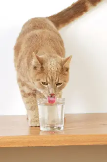 CAT. Cat drinking from a glass