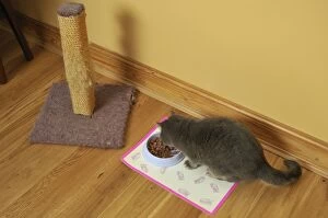 Cat - Cat eating from food bowl - next to scratching post