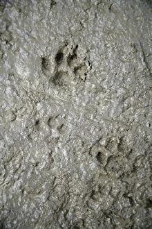 Images Dated 20th May 2007: CAT - cat footprints in mud