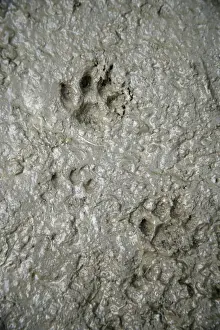 Footprints Prints: CAT - cat footprints in mud