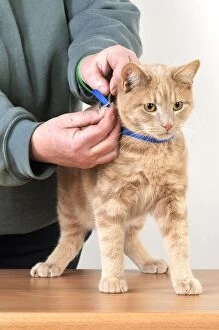 CAT. Cat owner fitting a collar