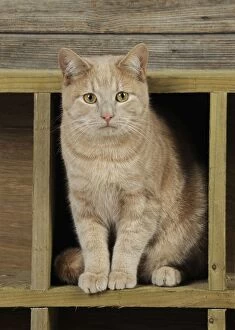 CAT. Cat sitting in wooden box