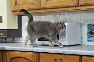 CAT. Cat walking on the kitchen work surface
