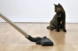 CAT. Cat watching a vacuum cleaner