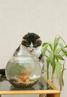 Aquarium - Goldfish